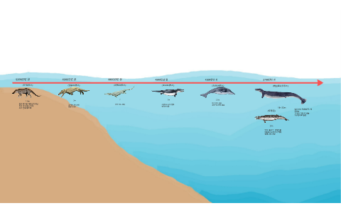 약 5300만년 전 by 서영 김