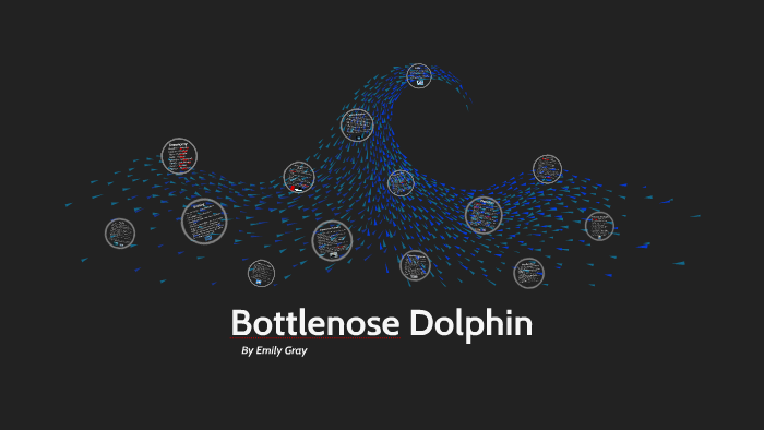 Bottlenose Dolphin by Emily Ann on Prezi