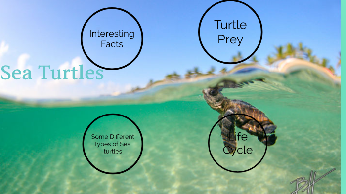 Sea Turtles by Sanesa Williams on Prezi