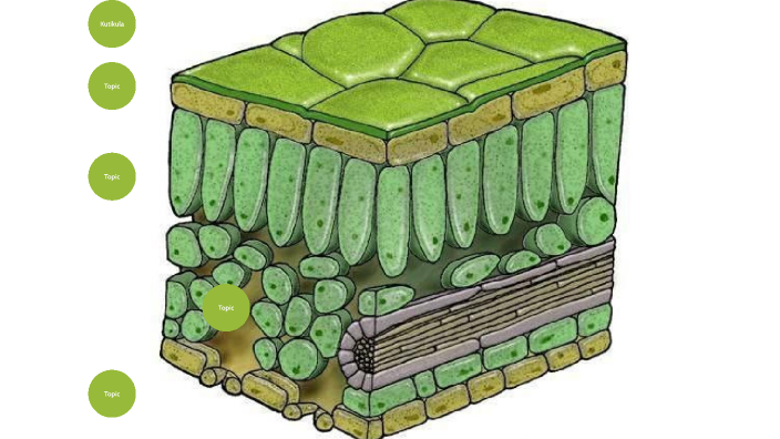 Aufbau Eines Laubblattes Arbeitsblatt Aufbau eines Laubblattes by Nils Schöttler on Prezi