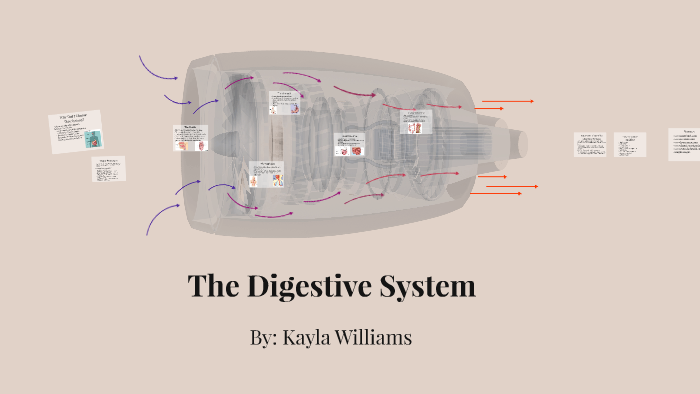 The Digestive System by Kayla Williams on Prezi