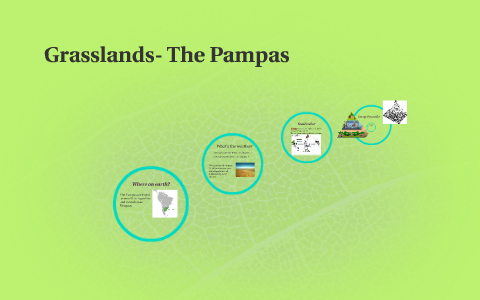 Grasslands- The Pampas by rylee carpentier on Prezi