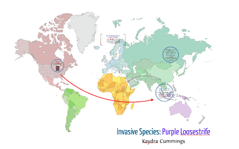 purple loosestrife map