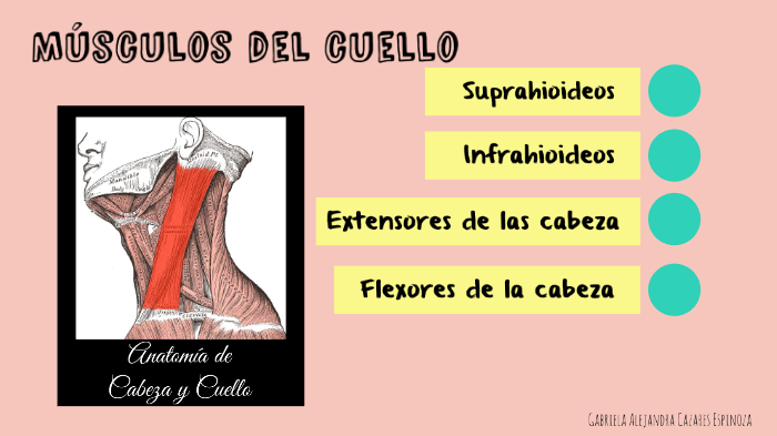 Musculos del cuello by Alejandra Cazares on Prezi