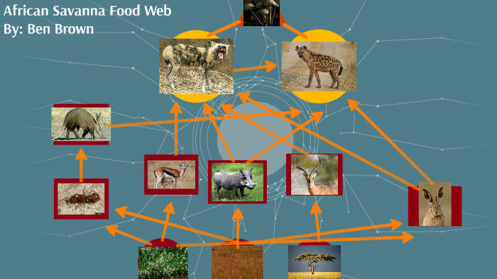 The African Savanna Food Web by Benjamin Brown on Prezi