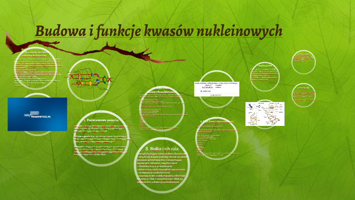 Budowa i funkcje kwasów nukleinowych by Jarosław Piech on Prezi