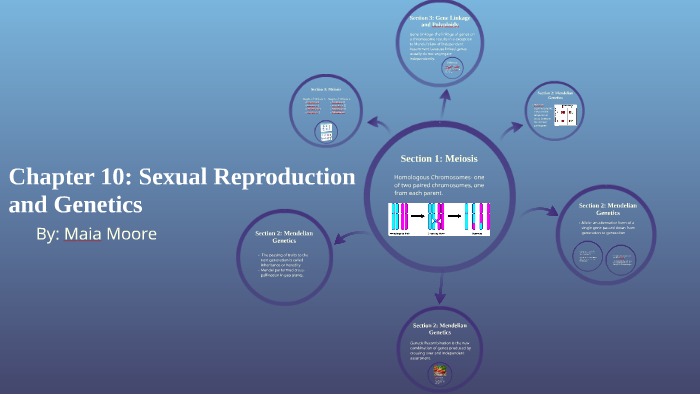 Chapter 10 Sexual Reproduction And Genetics By Maia Moore On Prezi 1769