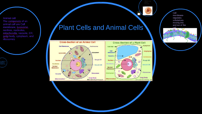 Plant Cells and Animal Cells by Beth Joyner on Prezi