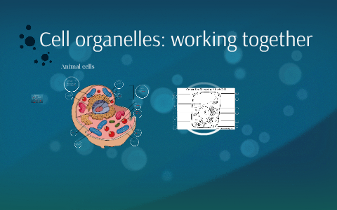 how do cell organelles work together