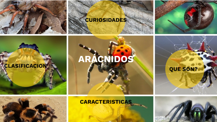 ARACNIDOS by Sofia Wong on Prezi