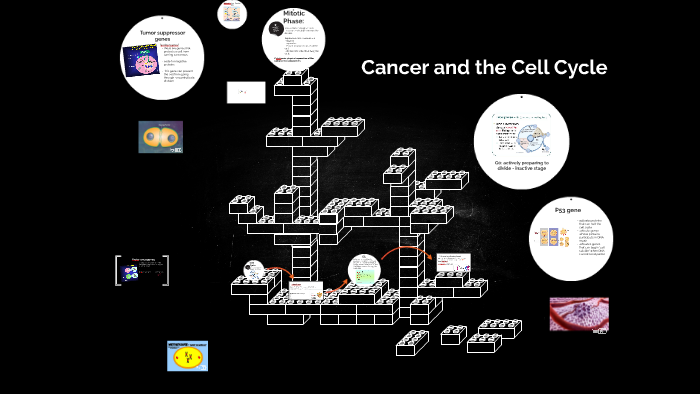 Cancer and the Cell Cycle by sierra o'brien on Prezi
