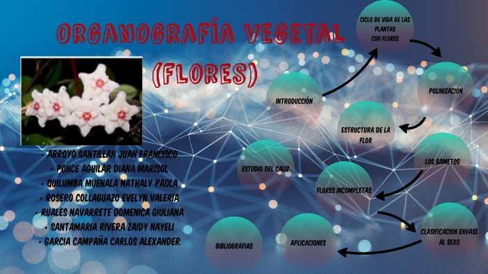 Organografía Vegetal Flores By Juan Arroyo On Prezi