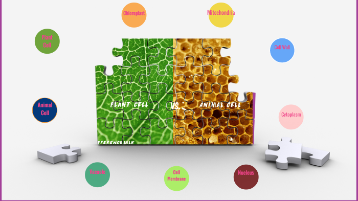 Plant and Animal Cells by Allie Good on Prezi