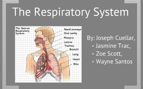 The Respiratory System by Joseph Cuellar on Prezi