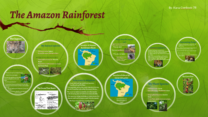 The Amazon Rainforest by Alana Cvetkovic on Prezi