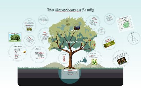 The Cannabaceae Family by Joshua Delva on Prezi