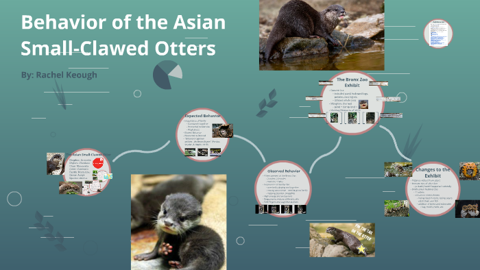 Behavior Of Asian Small Clawed Otters By Rachel Keough On Prezi behavior-of-asian-small-clawed-otters-by-rachel-keough-on-prezi