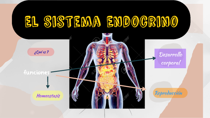 el sistema endocrino by pablo Cuasapaz on Prezi