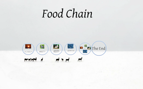 Food chain by jacinta wrightson on Prezi