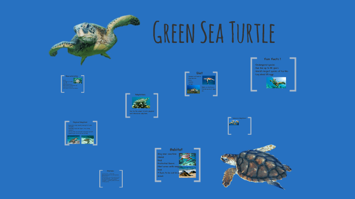 Green Sea Turtle by Jacky Ramos on Prezi