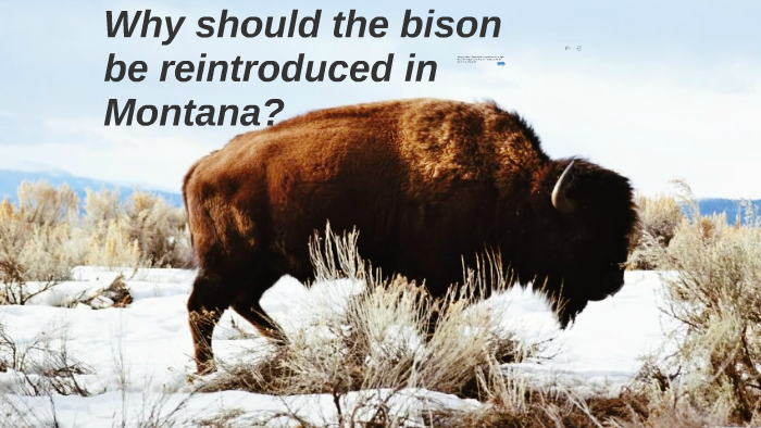 What happened to the Bison? by Neeraj Madivala on Prezi