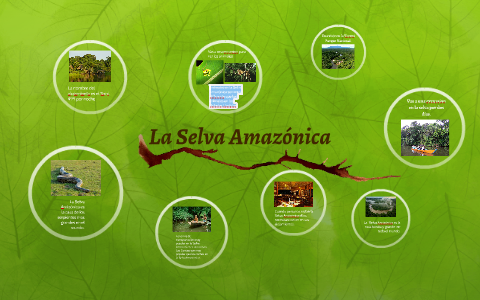 La Selva Amazónico by Savannah Duciaume on Prezi