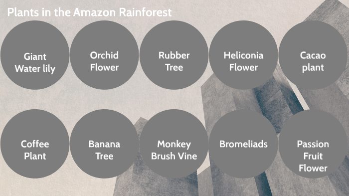 Plants of the Amazon Rain-forest by Derek Beaver on Prezi
