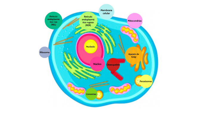 Funciones de los organelos by Marnix M. on Prezi