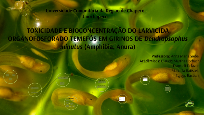 Toxicidade e Bioconcentração Temefós by on Prezi