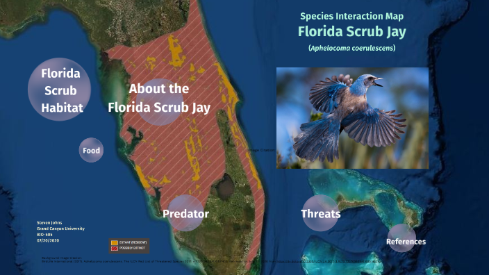 Florida Scrub Jay by Steven Johns - Ksd6bsrhjiglhc4rkw5l7zepx36jc3sachvcdoaizecfr3dnitcq 3 0