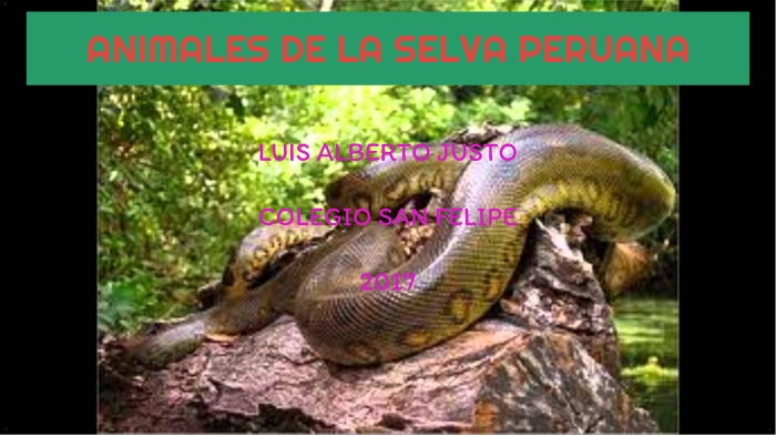 La Selva Peruana by Luis Alberto Justo Garrido on Prezi