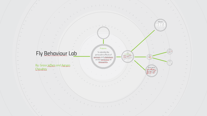 Fly Behaviour Lab by Grace Jeffers on Prezi