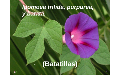Ipomoea trifida, purpurea, y by Fernanda Orrego on Prezi