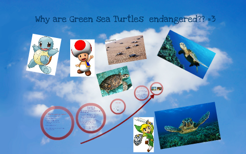 Green Sea Turtles by K.A.M.M Pie on Prezi