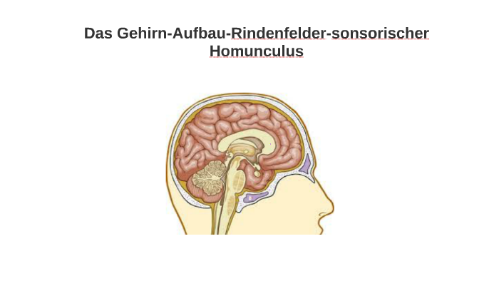 sensorischer Homunkulus