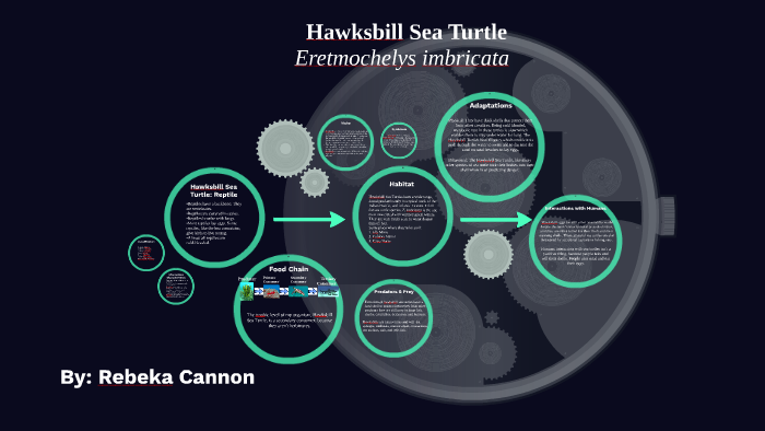 Hawksbill Sea Turtle by gabe rebeka alexandria donghia cannon adams on ...