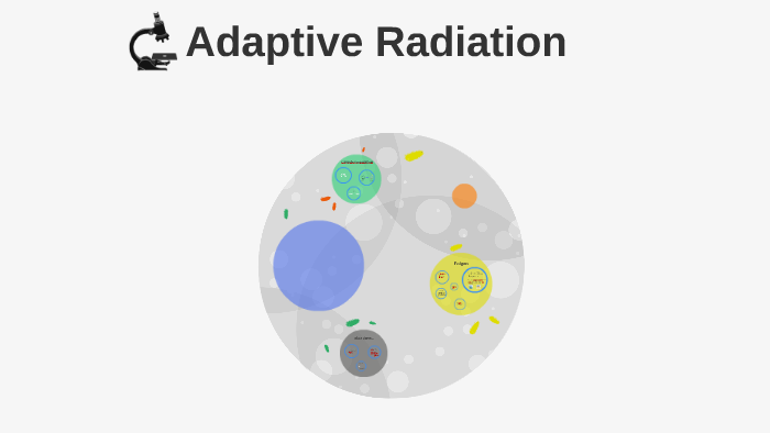 Adaptive Radiation By On Prezi