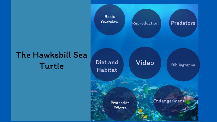 Hawksbill Sea Turtle by Seneh Greene on Prezi