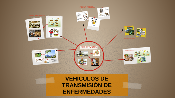 VEHÍCULO DE TRANSMISIÓN DE ENFERMEDADES by on Prezi