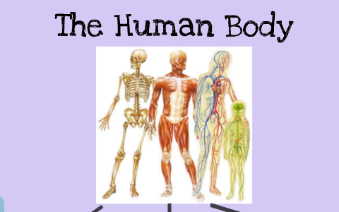 The Human Body by Ms Schwinge on Prezi