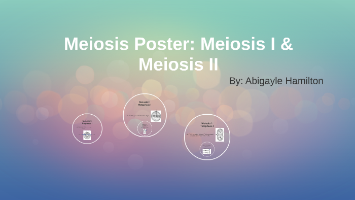 Meiosis Poster: Meiosis I & Meiosis II by Abigayle Hamilton