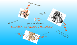 CUARTO VENTRICULO! by Emma Kleen on Prezi CUARTO VENTRICULO! by Emma Kleen on Prezi