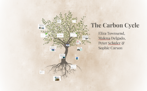 The Carbon Cycle by eliza townsend on Prezi