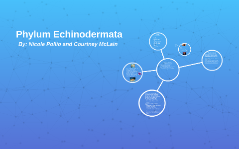 Phylum Echinodermata by Nicole Pollio on Prezi