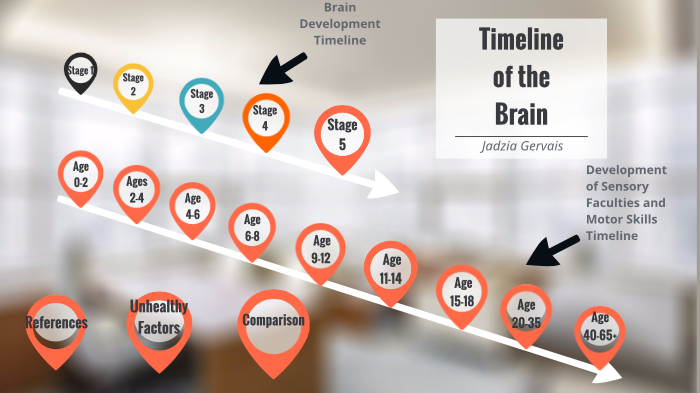 4 stages on sale of brain development