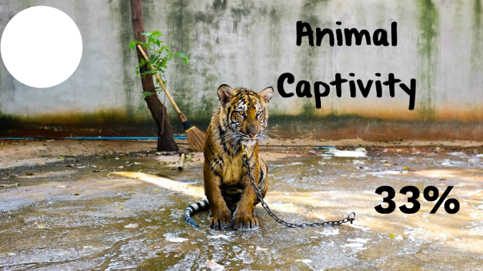 animal-captivity-by-mohamed-zanzoul