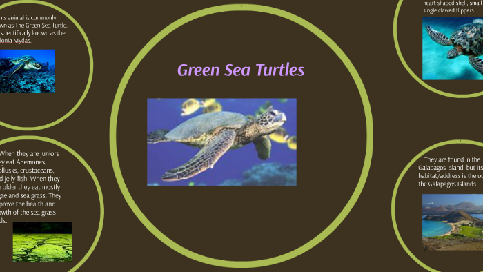 Green Sea Turtles by DanTDM Hike on Prezi
