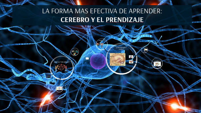 EL CEREBRO Y EL APRENDIZAJE by Eliza Tobar on Prezi