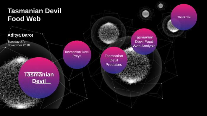 Tasmanian Devil Food Web by Aditya Barot on Prezi