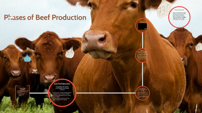 phases-of-beef-production-by-molly-zahradka